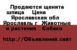 Продаются щенята шпица. › Цена ­ 20 000 - Ярославская обл., Ярославль г. Животные и растения » Собаки   